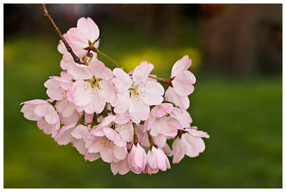 Cherry_blossoms_1.jpg