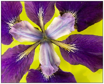 Purple_Iris_in_green_bowl.jpg
